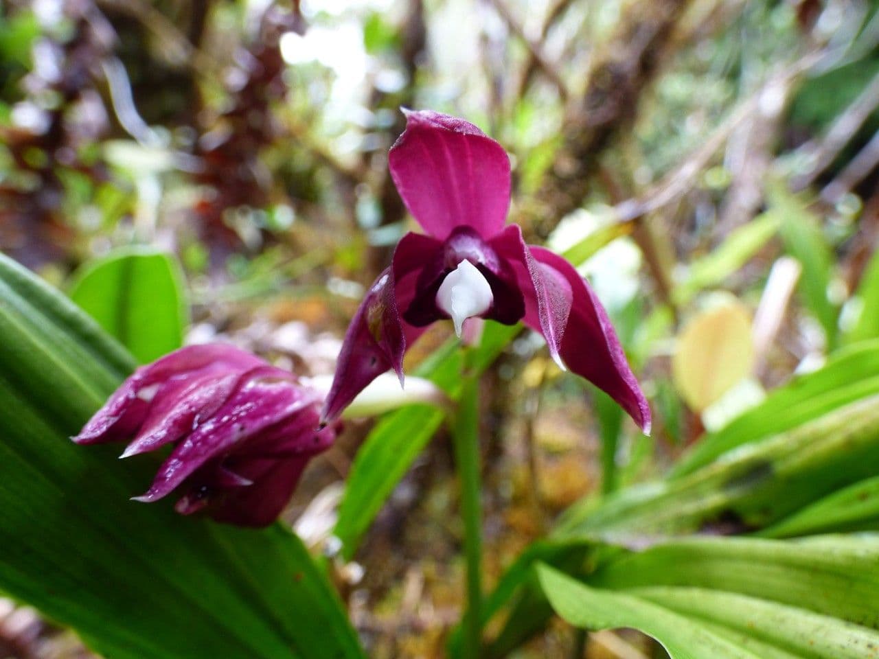 Schöner Phaius 7