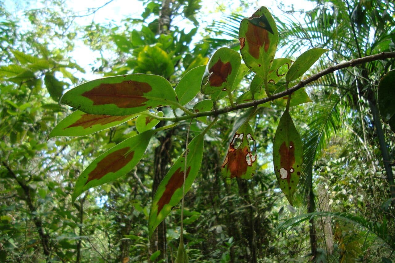 Nematanthus 6