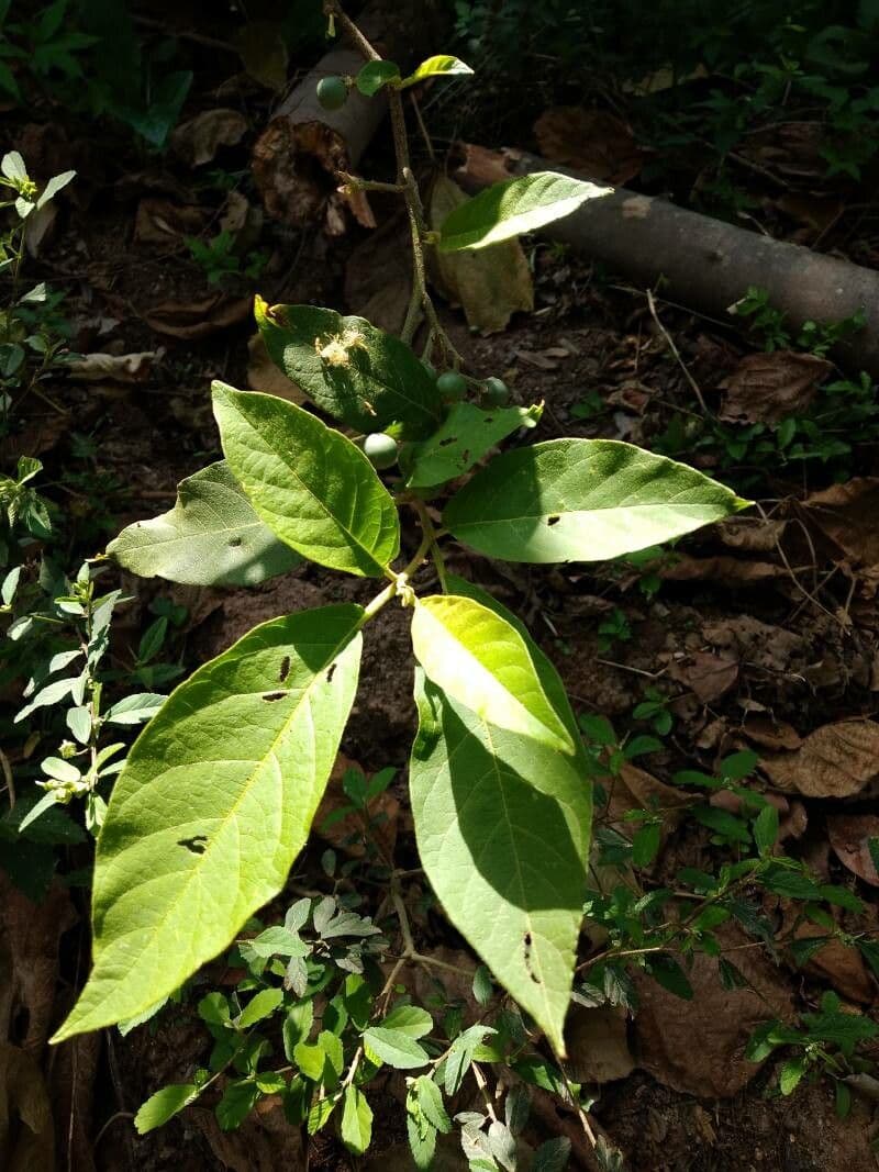 Solanum paniculatum 8
