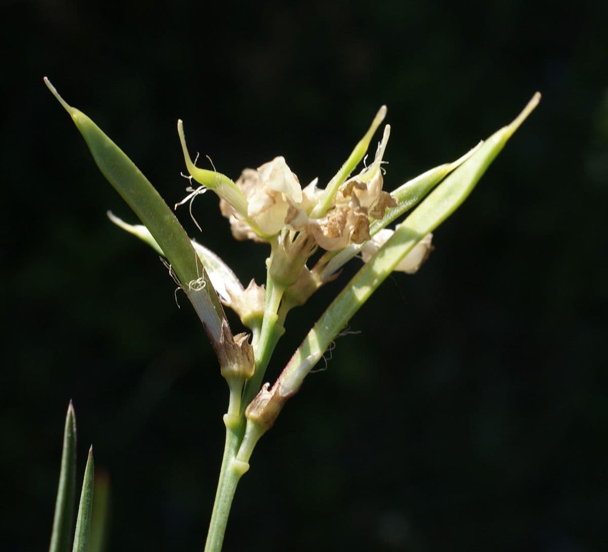 Lathyrus 3