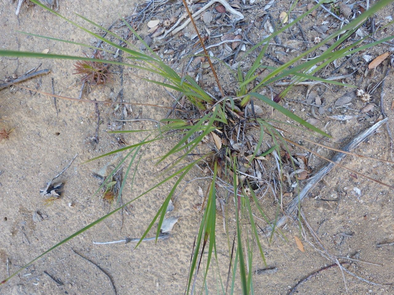 Sisyrinchium 8