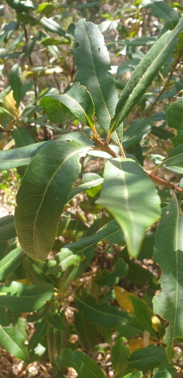 Cunonia 16