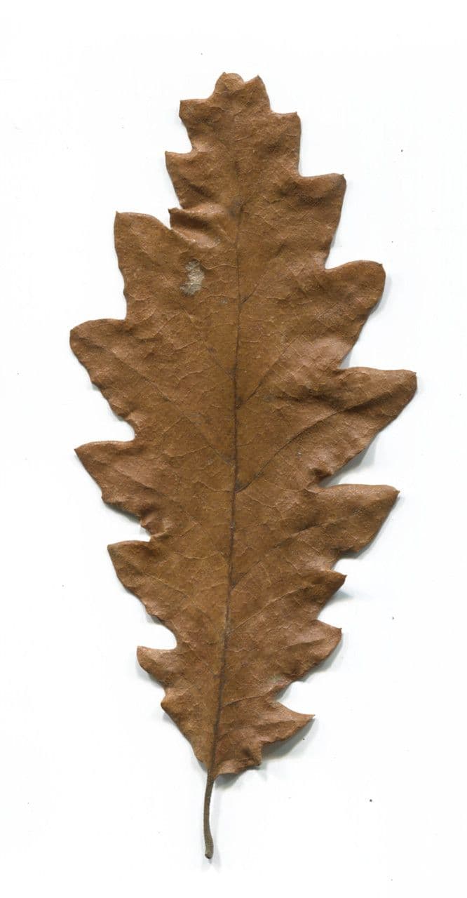 Zerreiche 26
