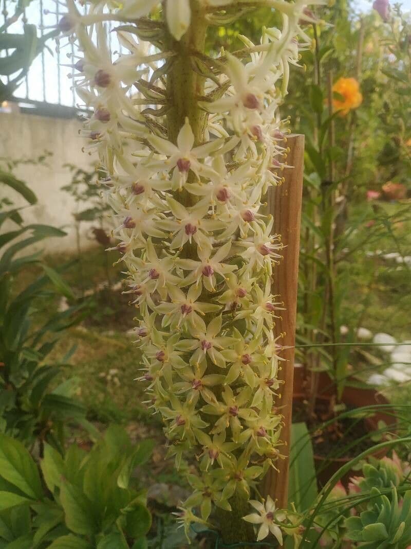 Eucomis 5