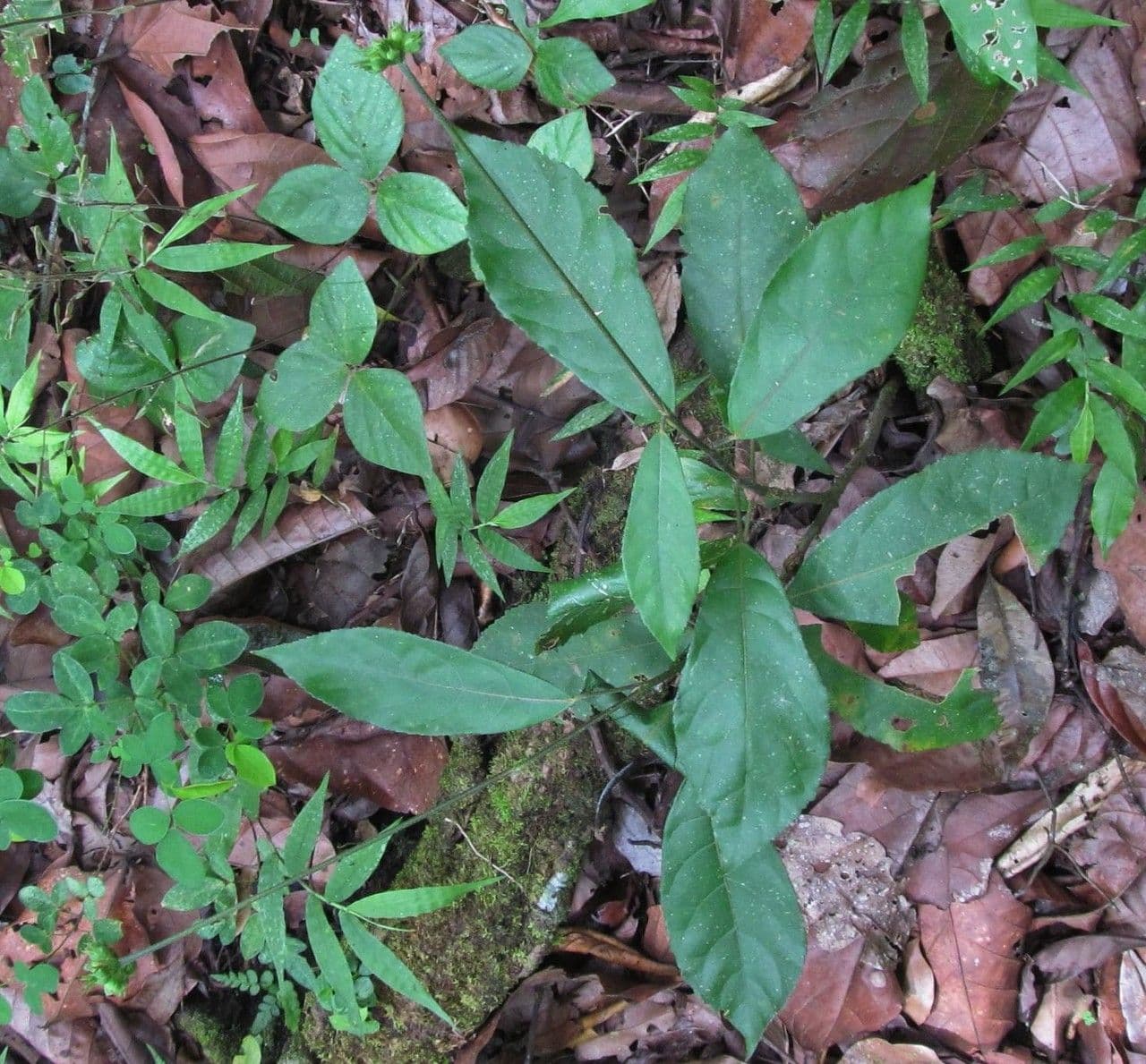 Pavonia arbustiva 5