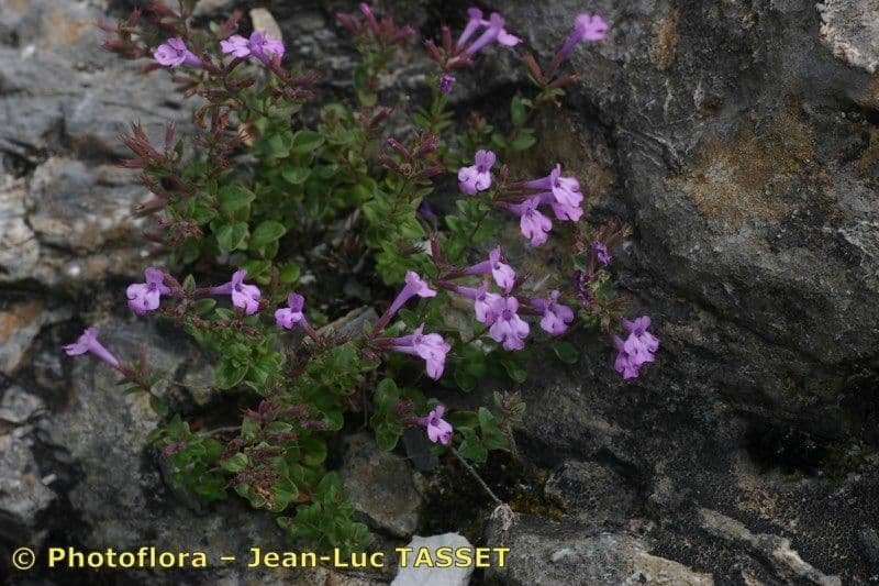 Micromeria marginata 8
