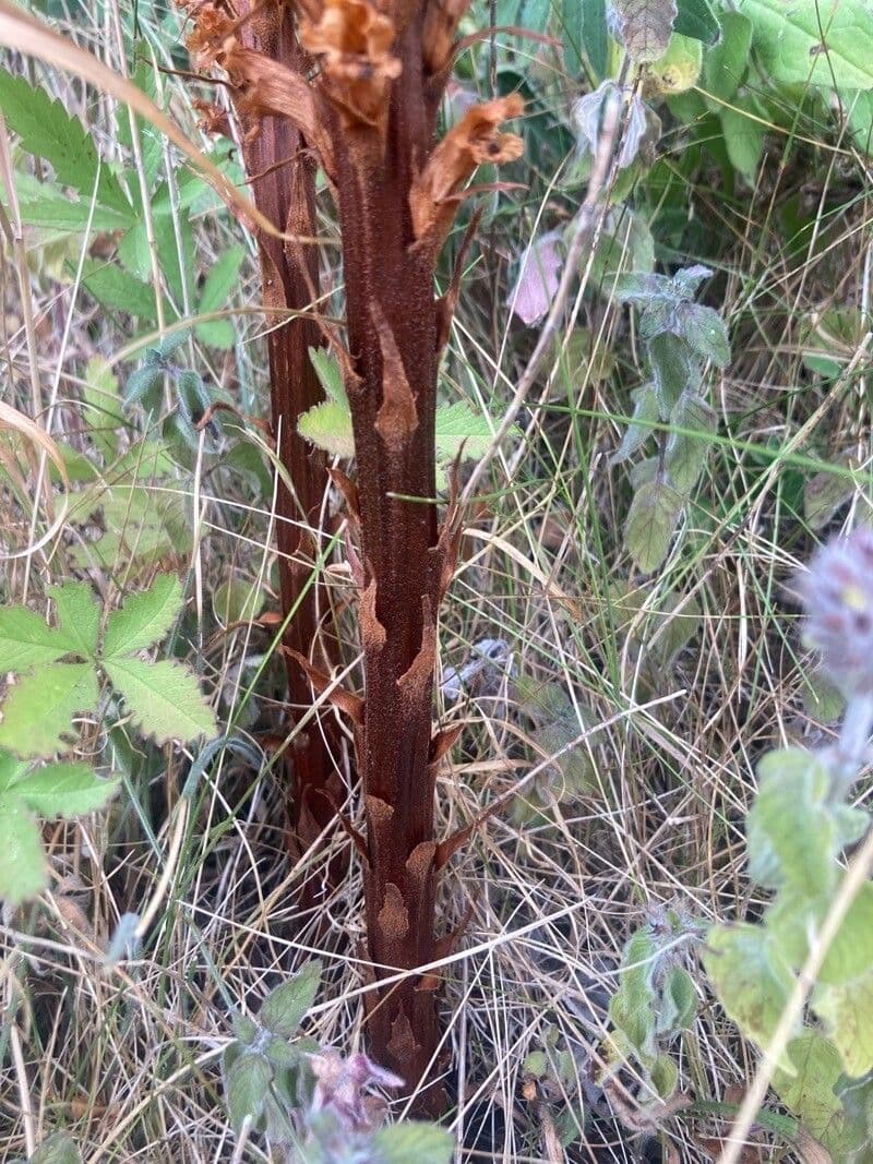 Orobanche maggiore 13