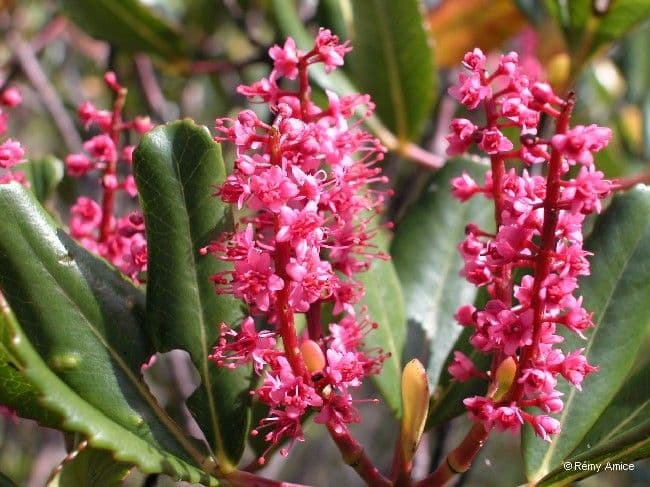 Cunonia vieillardii 4