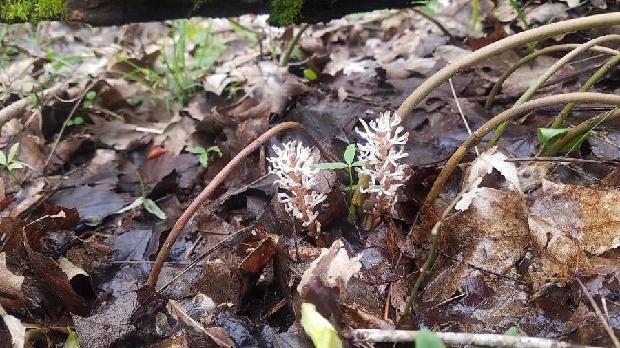 Pachysandra procumbens 2