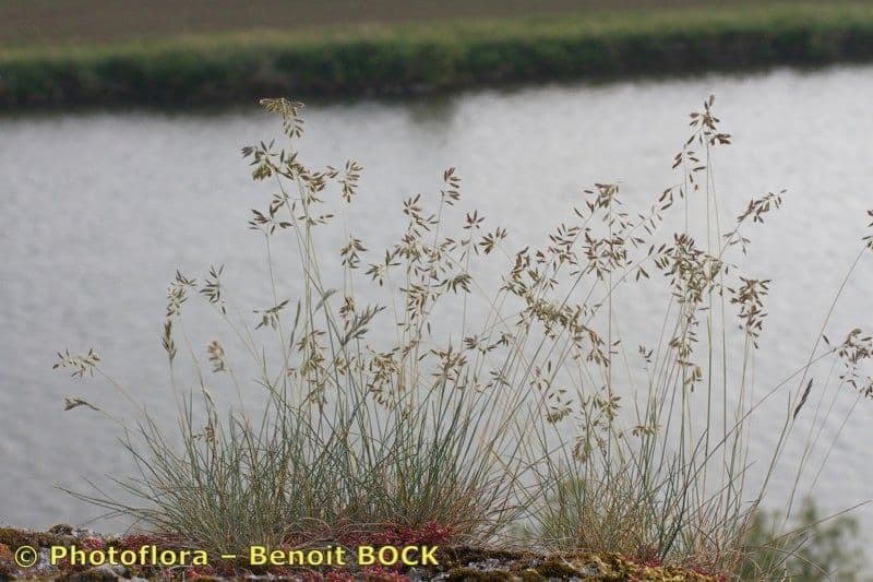 Festuca pallida 6