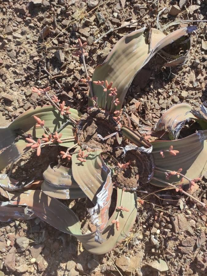 Welwitschia 8