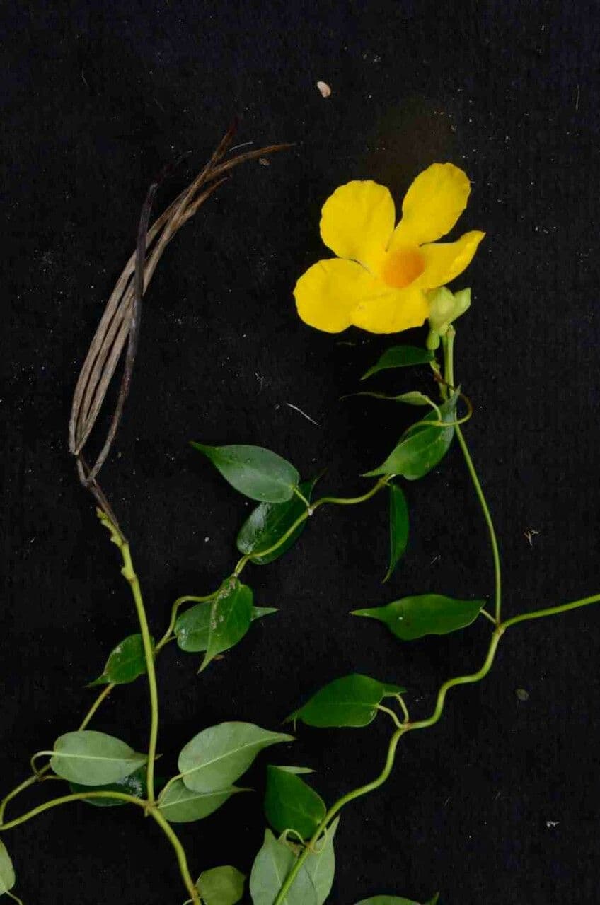 Mandevilla 3