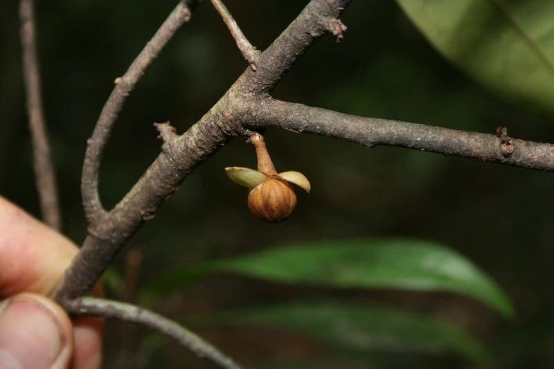 Anaxagorea 7