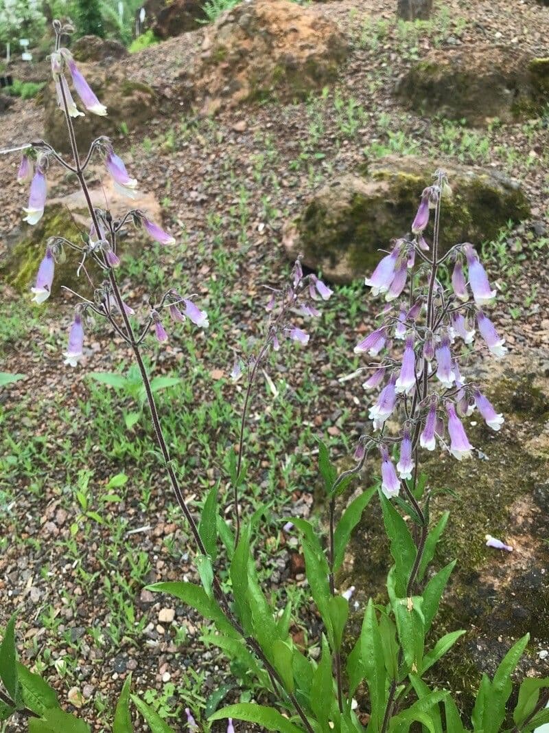 Penstemon gracile 6
