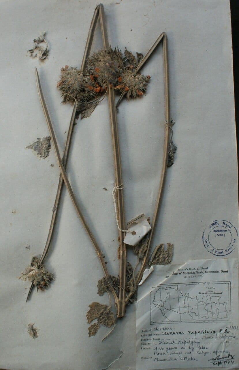 Löwenohr 26