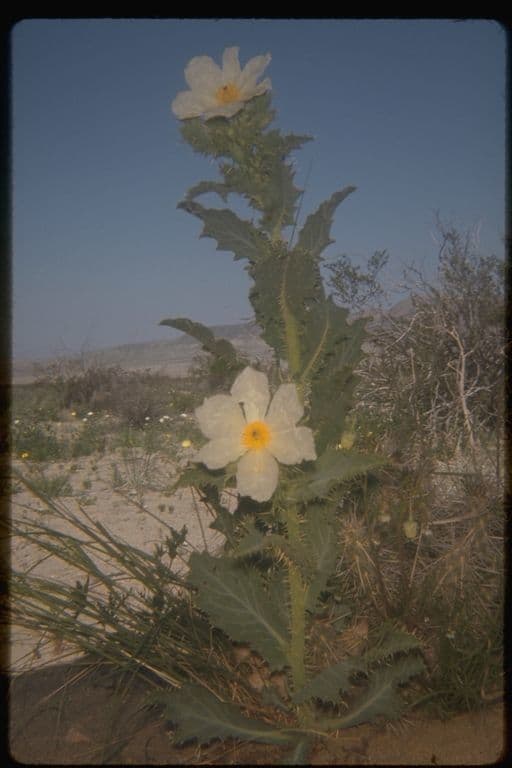 Argemone 6