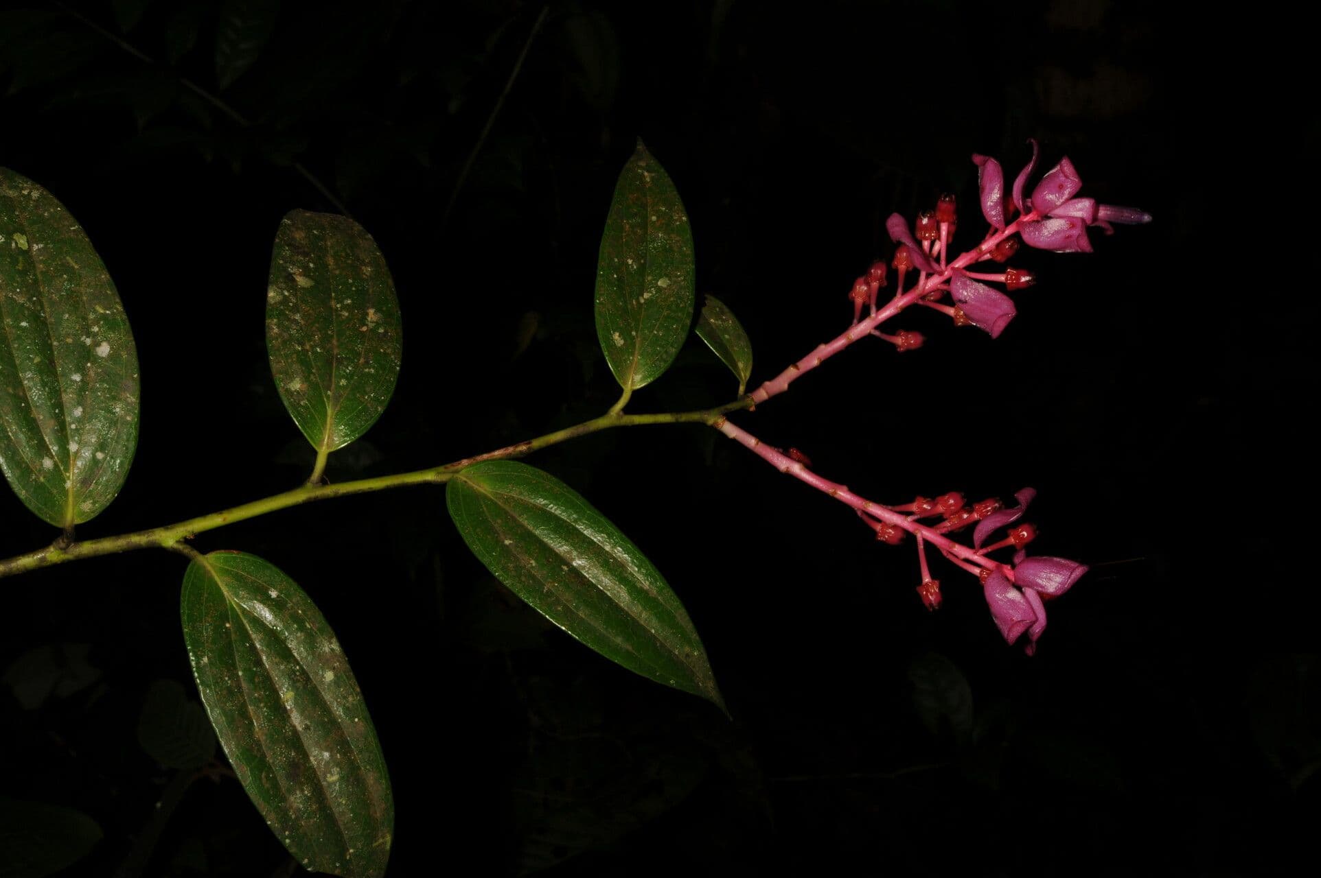 Cavendishia atroviolacea