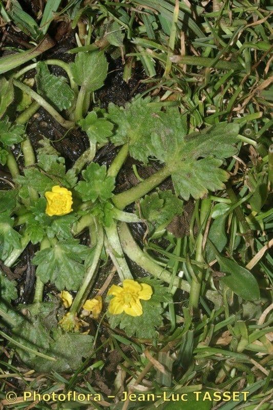 Ranuncolo 9