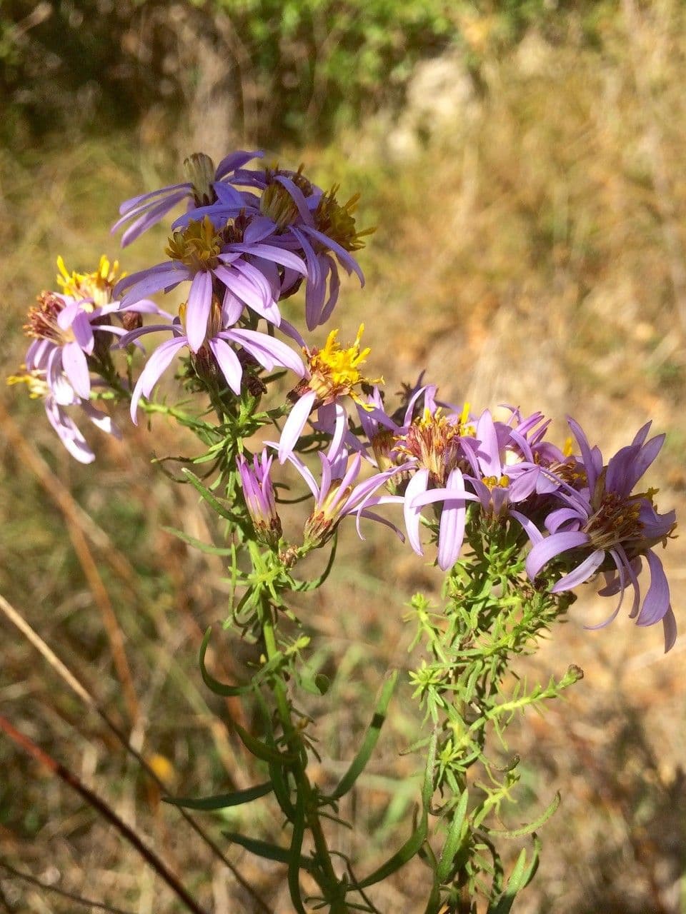 Galatella sedifolia 6