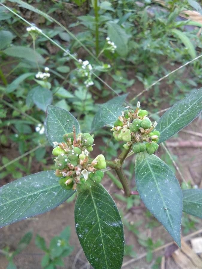 Lechero 8
