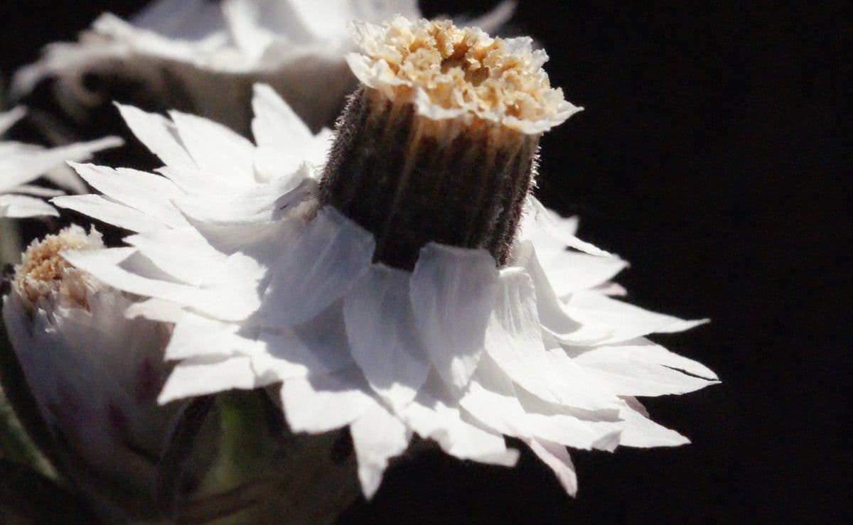 Waitzia profumata 4