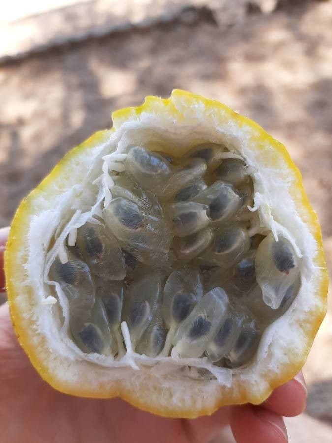 Granadilla dolce 4