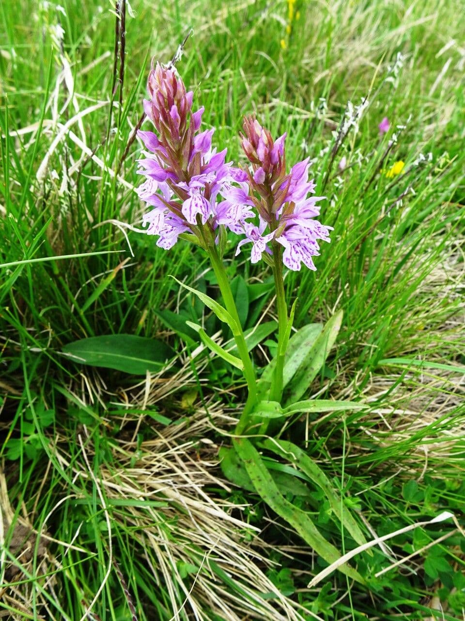 Orchidea macchiata 14
