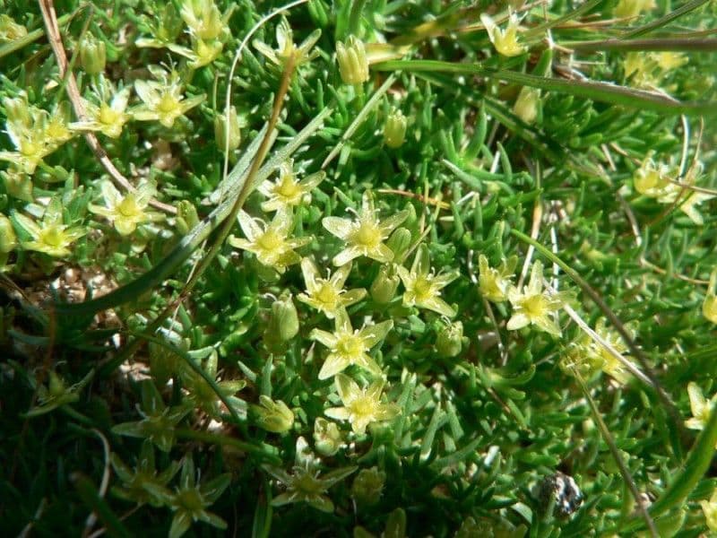 Minuartia sedoide 6
