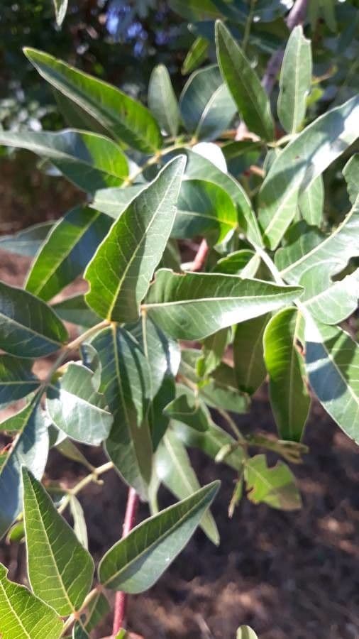 Asclepias 12