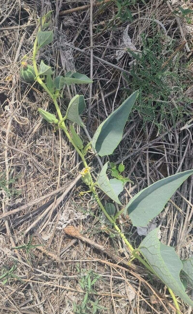 Zucca fetida 19