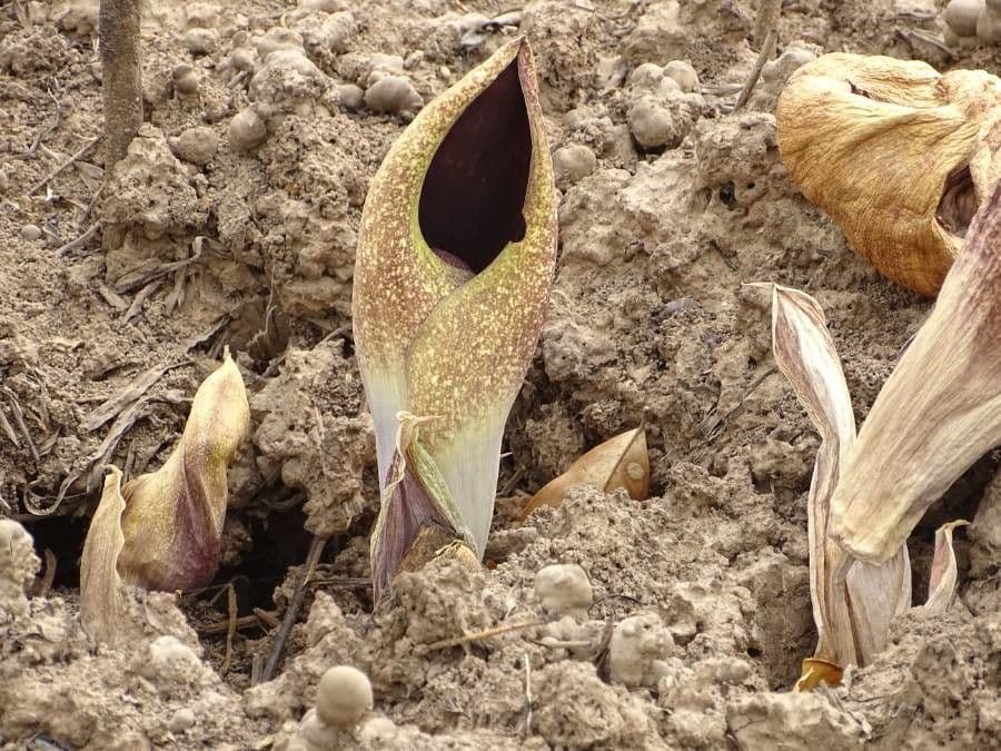 Amorphophallus aphyllo 6
