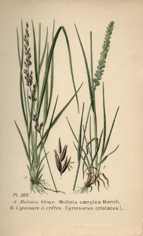 Molinia 28