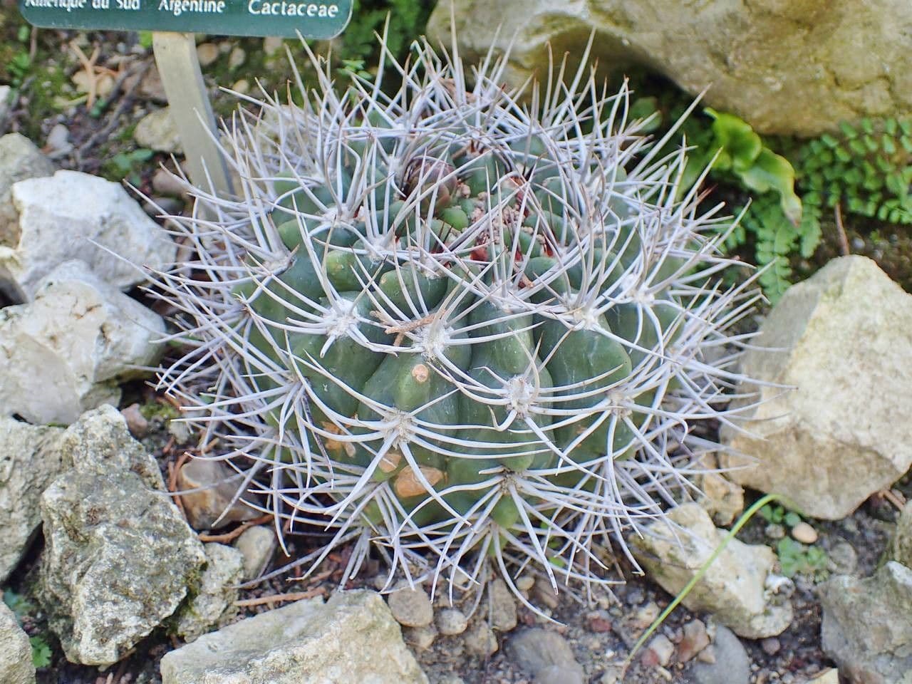 Cactus 8