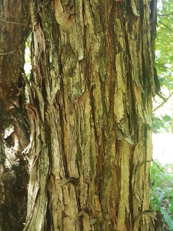 Campomanesia 9
