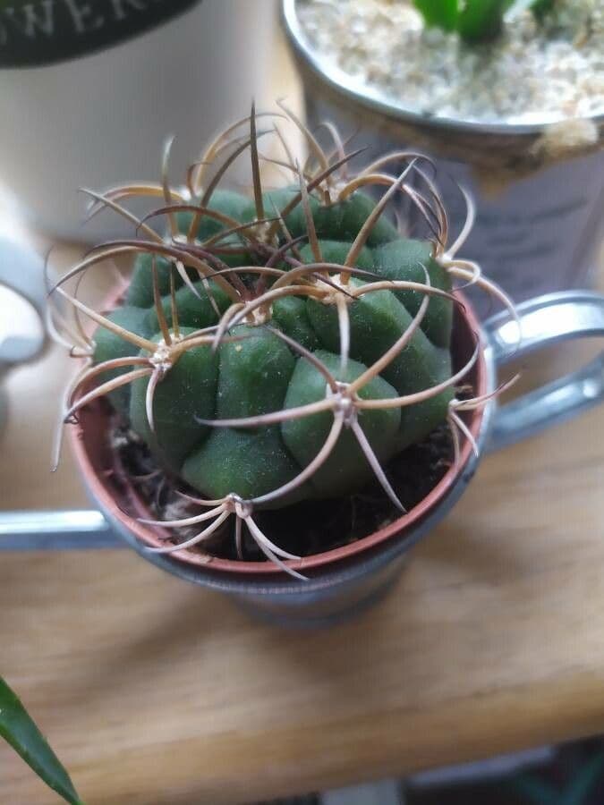 Gymnocalycium 15