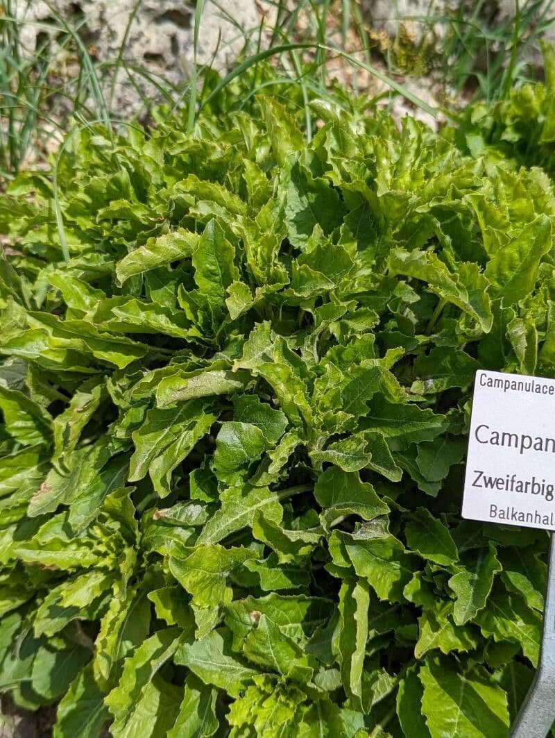 Campanula versicolore 8