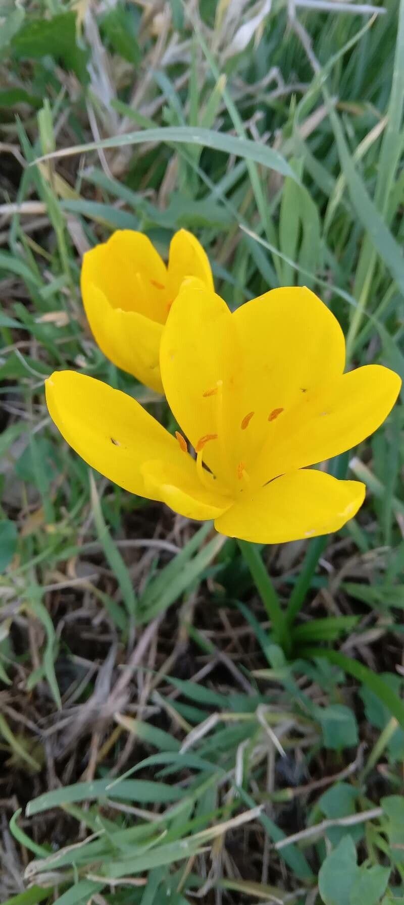 Sternbergie 6