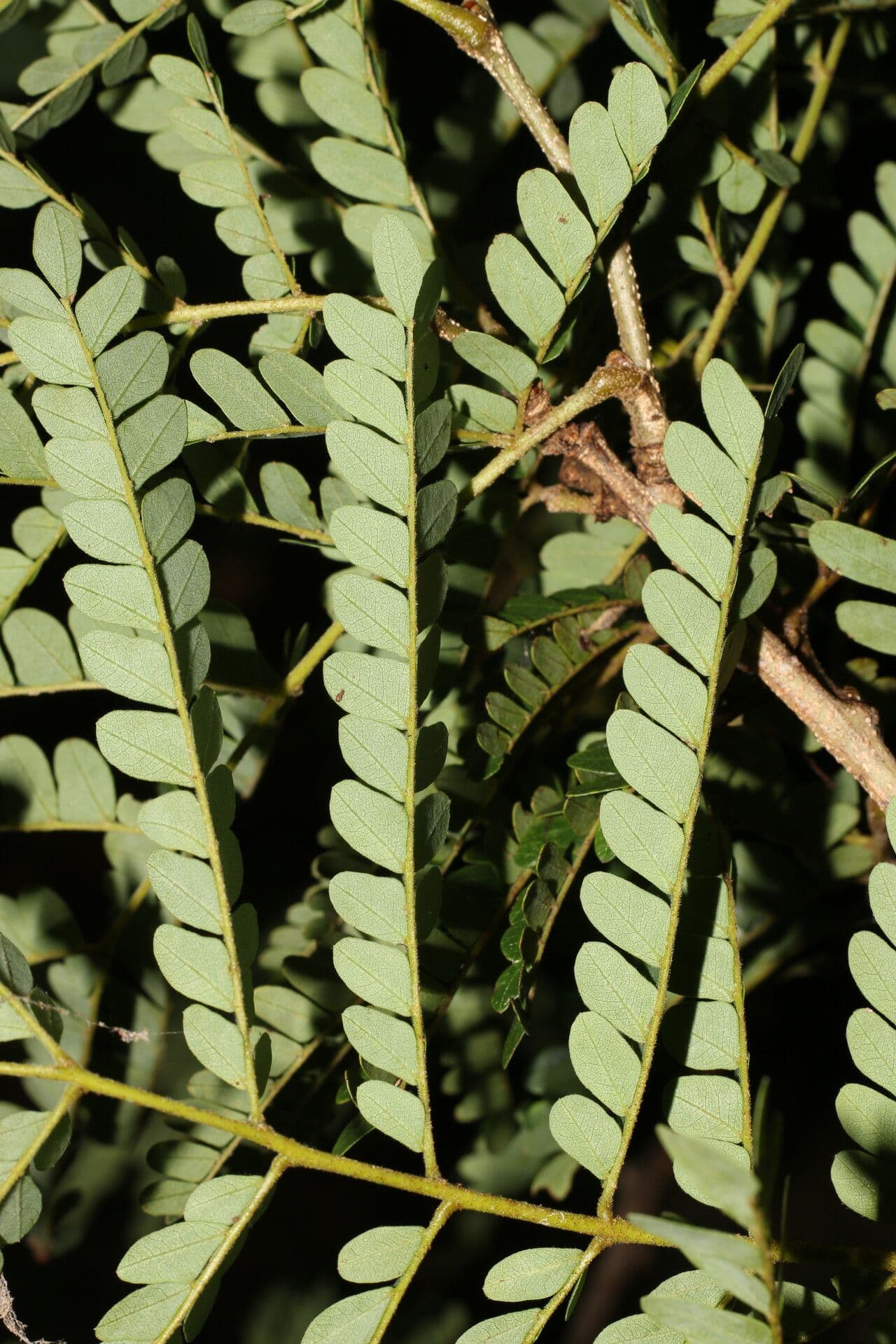Cenostigma eriostachys 8