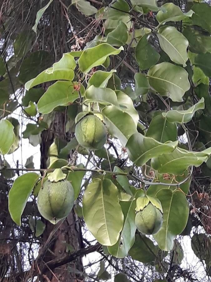 Passiflora laurifolia 3