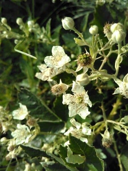 Berg-Brombeere 6