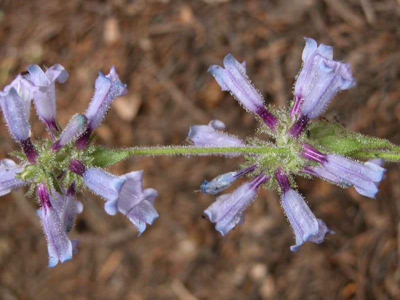 Penstemon anguineus 4