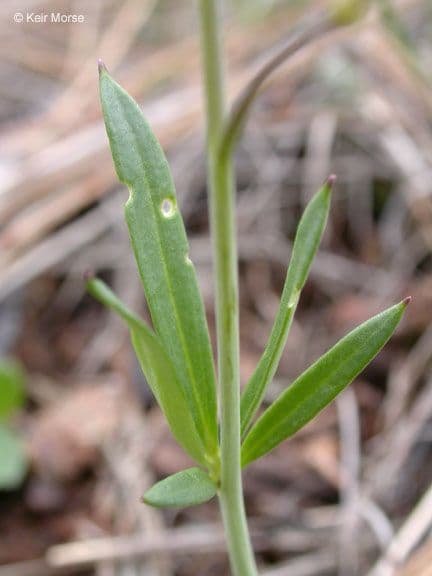 Cardamine di Nuttall 15