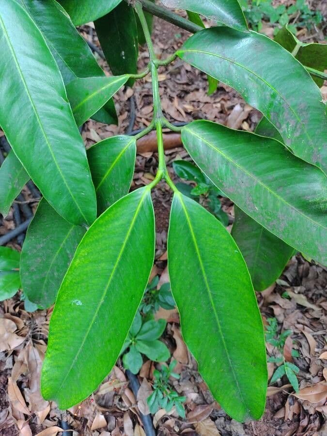 Garcinia cochinchinensis 9