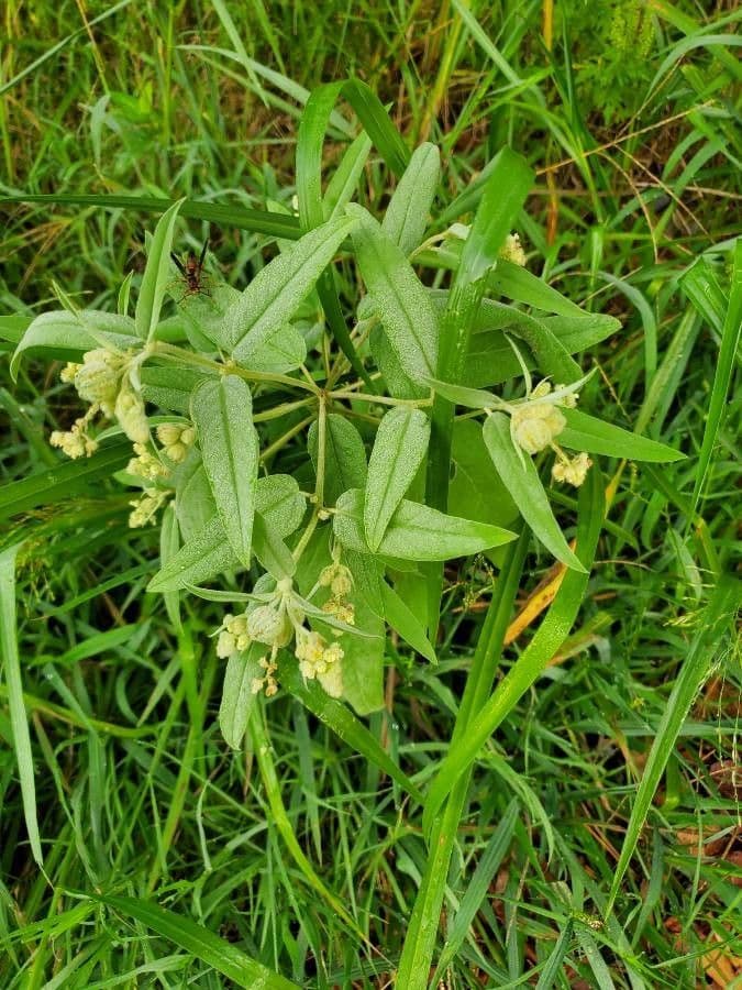 Croton capitatus 7