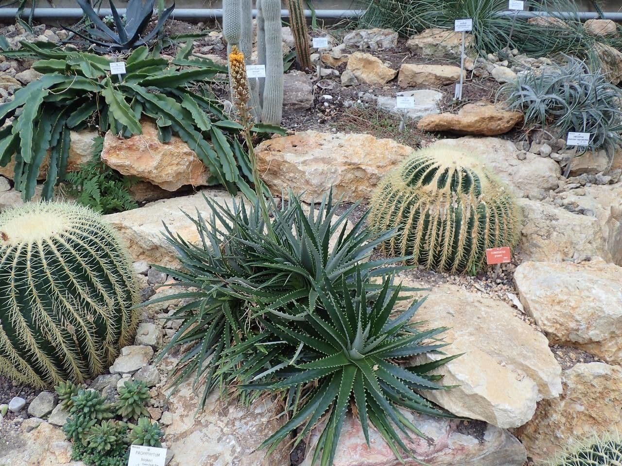 Dyckia 10