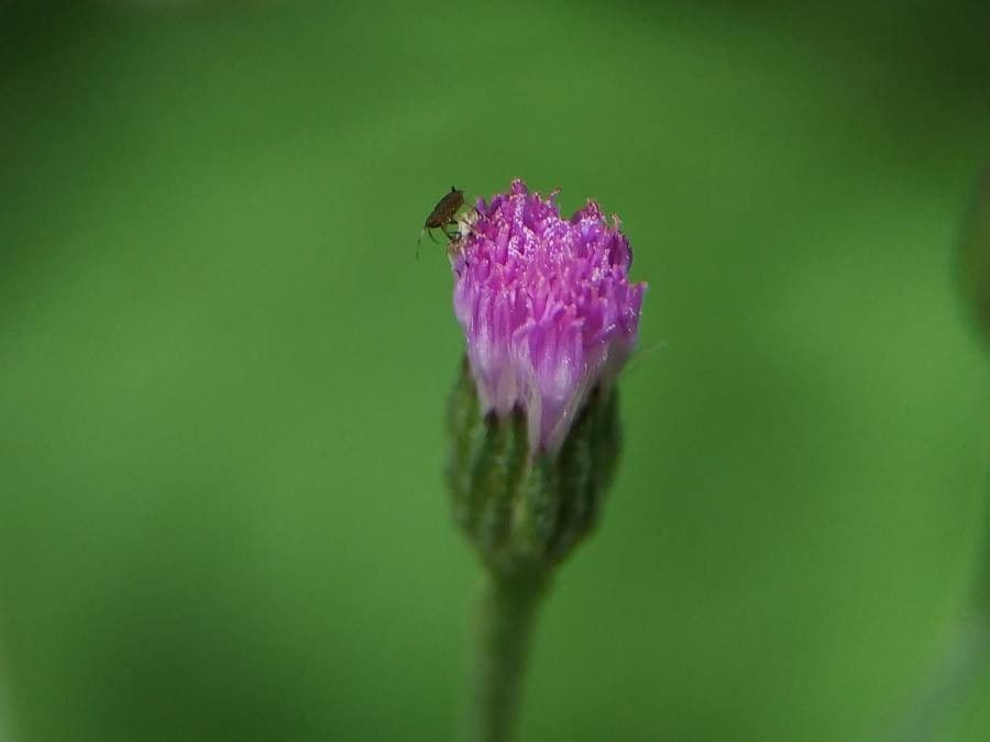 Emilia sonchifolia 9