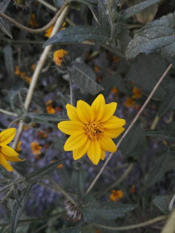 Viguiera dentata