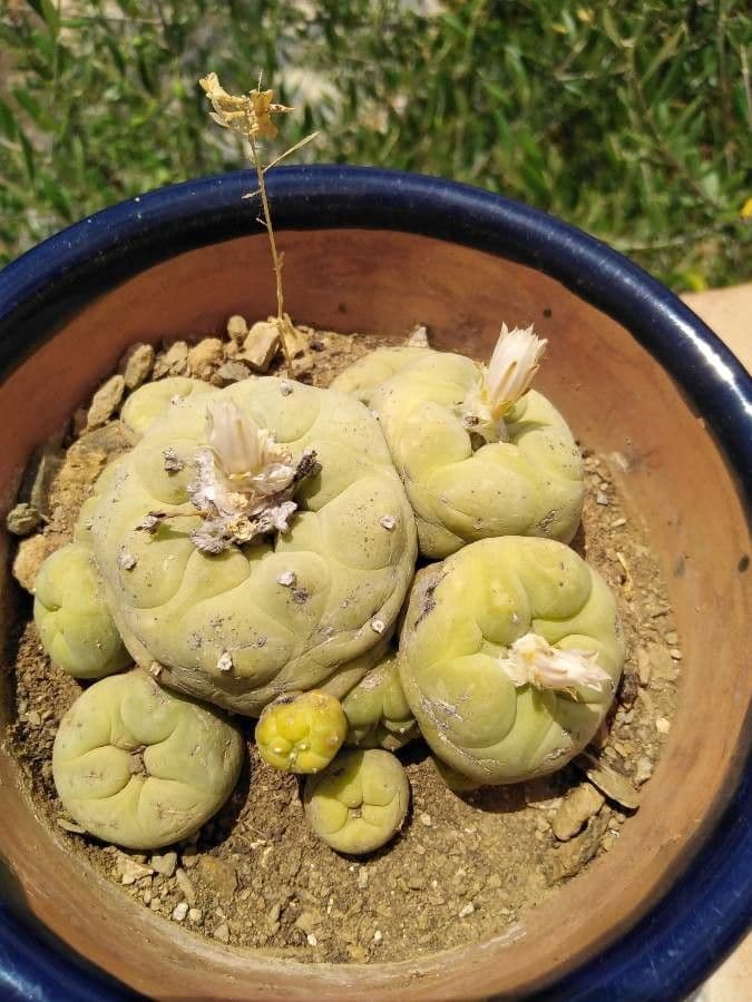 Peyote 8