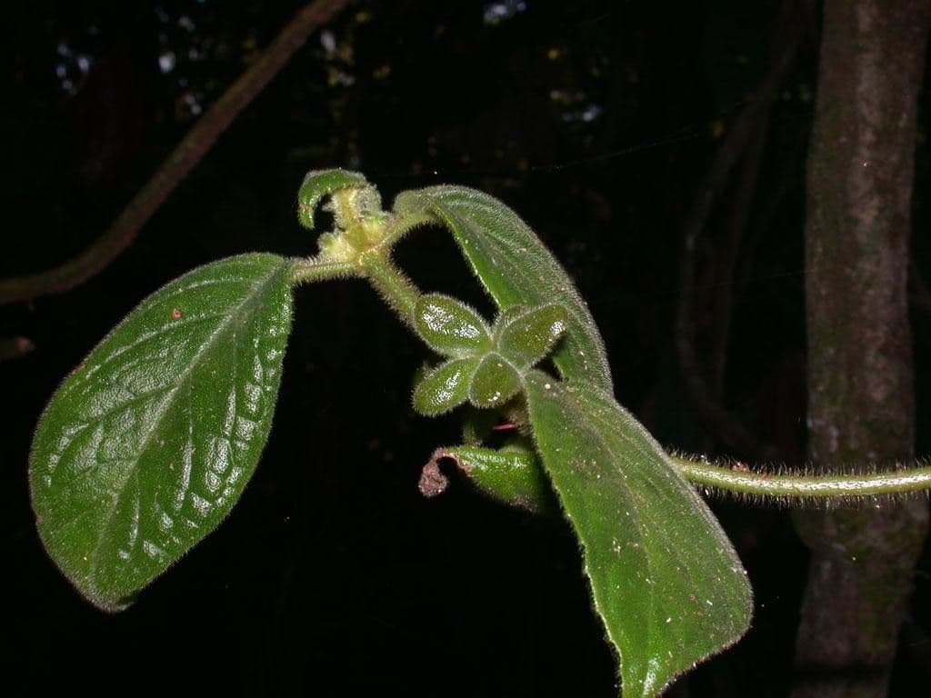 Drymonia alloplectoides 22