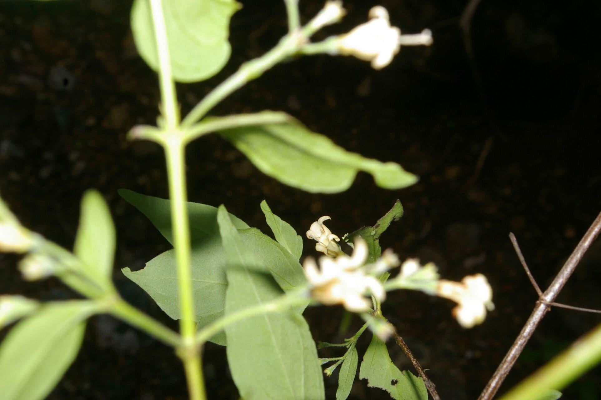 Chiococca 6